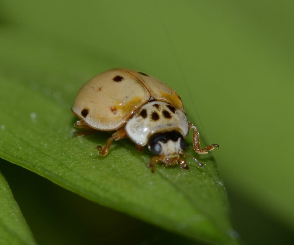 Adalia o Harmonia? Larve di Harmonia sp.e forse adulti di Adalia decempunctata